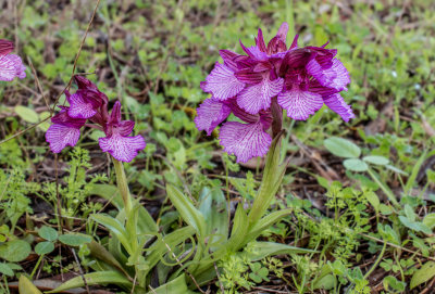 Anacamptis papilionacea var. heroica