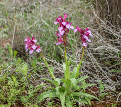 Anacamptis papilionacea var. aegeae