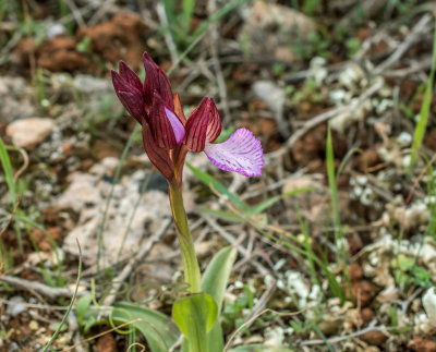 Anacamptis papilionacea var. alibertis