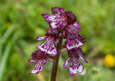 Purperorchis, Orchis purpurea