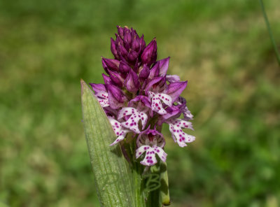 Hybride, Neotinea tridentata x ustulata