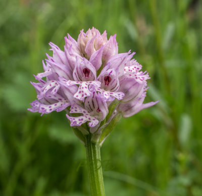 Neotinea tridentata