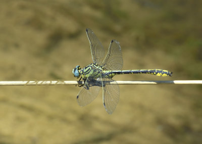 Gomphus simillimus man