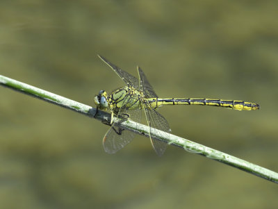 Plasrombout, Gomphus pulchellus