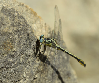 Gomphus graslinii