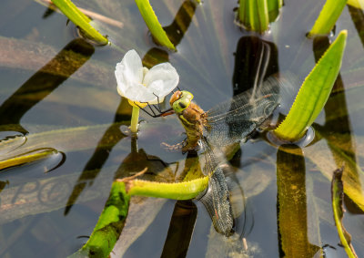 Aeshna isosceles laying eggs