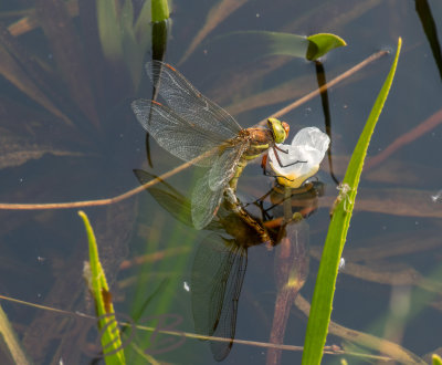 Aeshna isosceles laying eggs