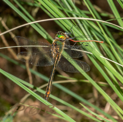 Smaragd eet vuurjuffer - Downy Emerald feeding on large red damselfly