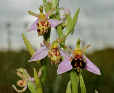 Var. belgarum en aurita