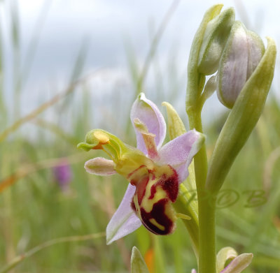 Ophrys apifera var. belgarum, eerste vondst van deze vorm in 2007