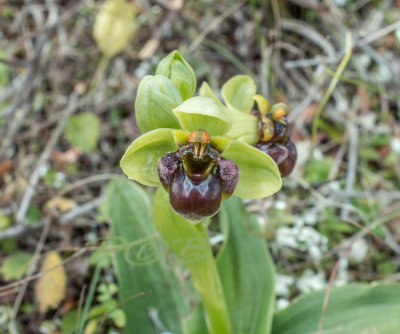 Ophrys bombyliflora, Crete 