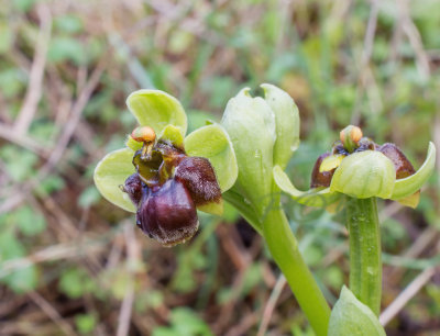 Ophrys bombyliflora, var. from Crete