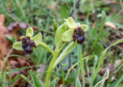 Ophrys bombyliflora, var. from Crete 