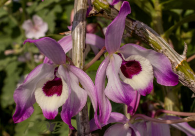 D. lituiflorum var. from Laos 