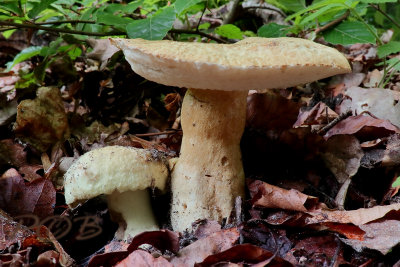 Gyroporus cyanescens