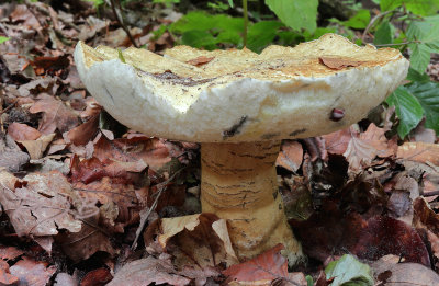 Gyroporus cyanescens