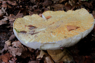 Gyroporus cyanescens