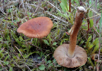 Viltkop - Gewone viltkop - Inocybe dulcamara