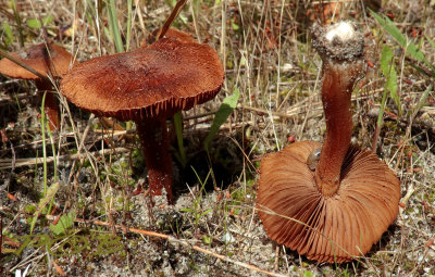 Bruinsnede viltkop, Inocybe fuscomarginata