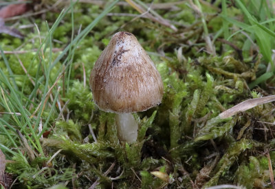 Vezelkop, Inocybe rimosa