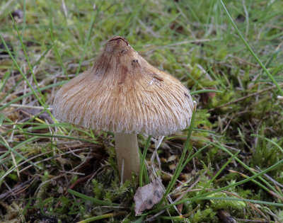 Vezelkop, Inocybe rimosa