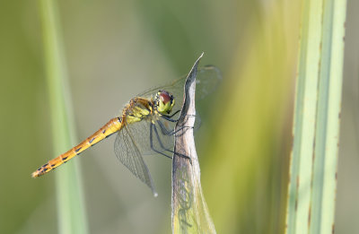 Kempense heidelibel vrouw - Sympetrum depressiusculum