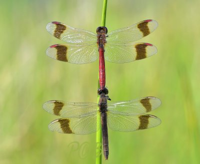 Sympetrum pedemontanum, tandem