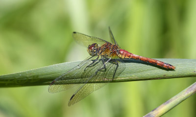 Sympetrum sanguineum, female