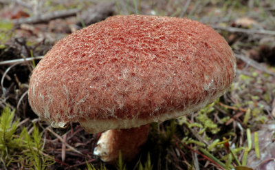 Suillus cavipes, holsteelboleet