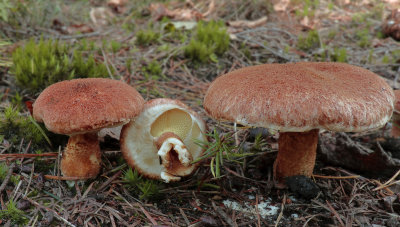Suillus cavipes, holsteelboleet