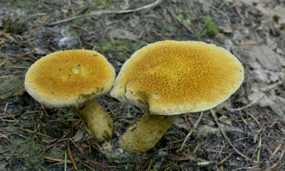 Suillus cavipes var. aureus, vers