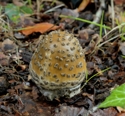 Amanita ceciliae, prachtamaniet jong