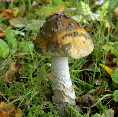 Pracht amaniet, Amanita ceciliae