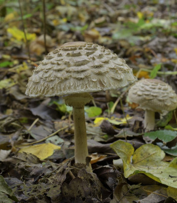 Bruine knolparasol