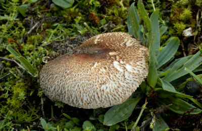 Agaricus fuscofibrillosus, ernstig bedreigd