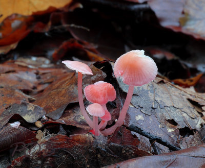 Mycena, Adonis Mycena