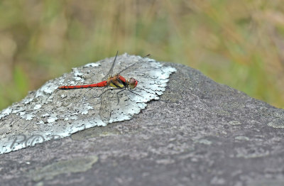 Sympetrum hypomelas, oostelijke heidelibel