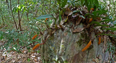 Bulbophyllum orientale, habitat