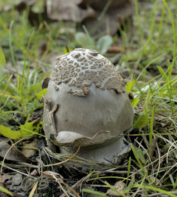 Amanita vaginata, grijze slanke Amaniet