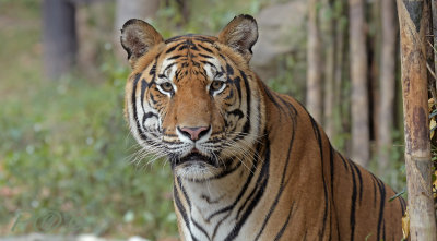 Bengal Tiger male - Dikke kater
