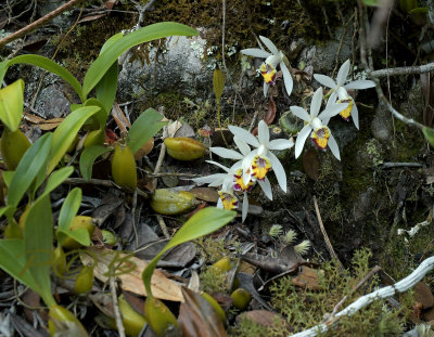   Pleione maculata