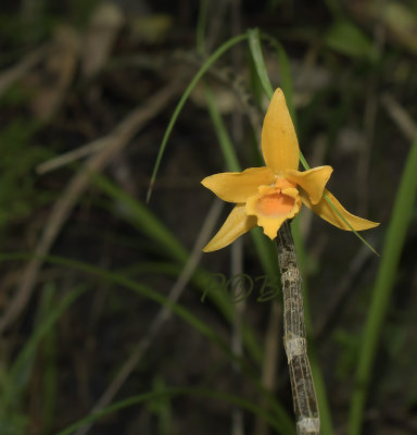 Dendrobium henryi, vaak maar 1 bloem,