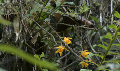 Dendrobium henryi, op dicht begroeide verticale rotswand, 1600 mtr, 300 mm telefoto