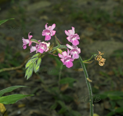 Calanthe cardioglossa 