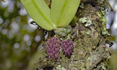 Bulbophyllum Dhaninvatii