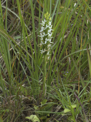 Habenaria malintana