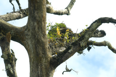 Treegarden, 500 mm telephoto