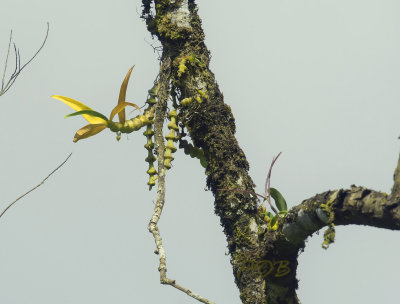 Dendrobium pendulum, 500 mm telephoto