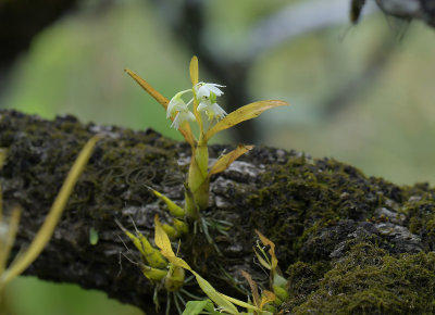 Dendrobium compactum on Anneslea fragrans