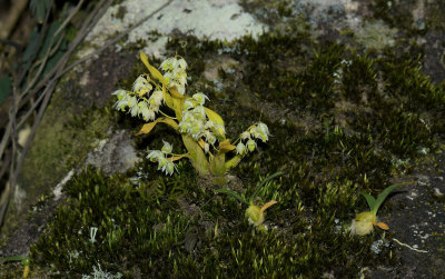 Dendrobium compactum op rots, on rock, 1300 mtr.